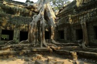 /album/aaa/koreny-stromu-na-ruinach-v-chramu-angkor-vat-w-4871-jpg/
