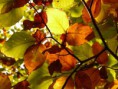 /album/fotogalerie/autumn-3133-640-jpg/