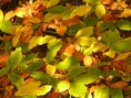 /album/fotogalerie/autumn-3134-640-jpg/