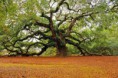 /album/fotogalerie/c-1a-jpg/