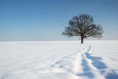 /album/fotogalerie/strom-v-zime-1-original-jpg/