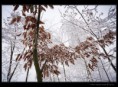 /album/fotogalerie/stromy01-jpg/