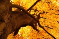 /album/fotogalerie/yellow-tree-in-autumn-jpg/